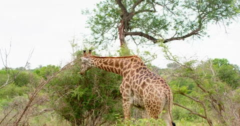 Wild Giraffe Walking Through South African Bush Safari Kruger National Park Stock Footage 340404383