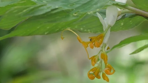 Wild globba shaking with wind Stock Footage 79622048