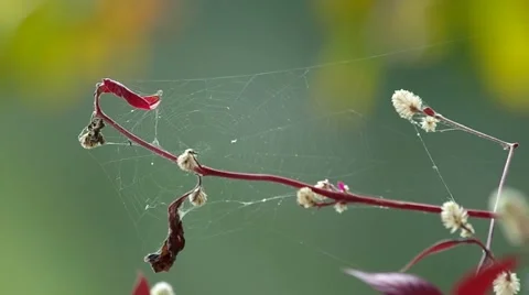 Wild globe amaranth flowers with spider web Stock Footage 47895815