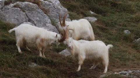 Wild goat Billy goats lock horns and head butt on Great Orme Stock Footage 98917678