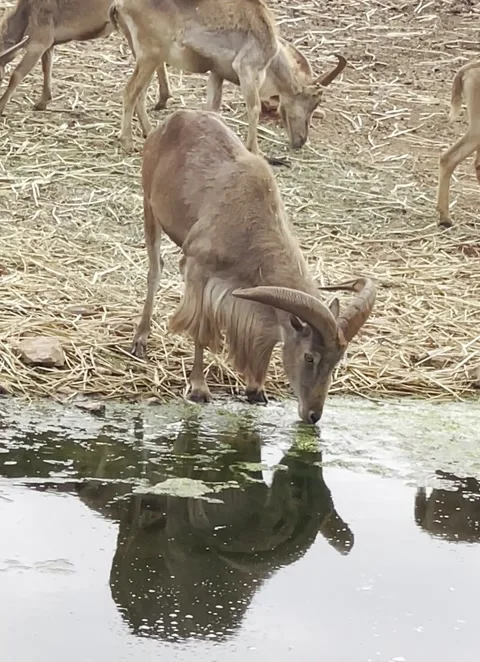 Wild Goat Drinking Water Reflection Nature Wildlife Animal Scene Vídeo Stock 333782554