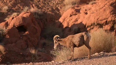 Wild Goat Eating from Tree in Desert Landscape, Red Rocks Background Nature Shot Stock Footage 307657112