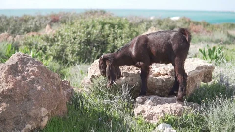 A wild goat eats grass in a field by the sea Stock Footage 106396935