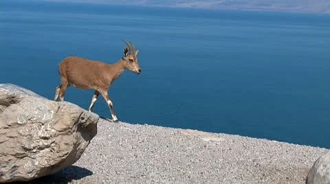 Wild goat  Stock Footage 10830338