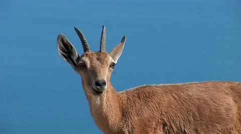 Wild goat  Stock Footage 10830343