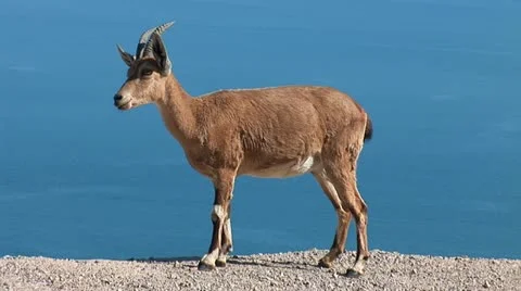 Wild goat  Stock Footage 10830347