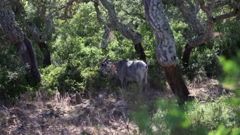 Wild Goat Stock Footage 177525853