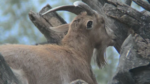 Wild goat hide in snags static video Видео 39818788