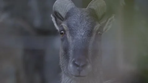 Wild Goat Looking Straight To The Camera, Wild Goat Close Up 4k Shot Stock Footage 165160129