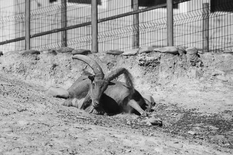 A wild goat lying on its side in a naturalistic enclosure, resting in a zoo.. Stock Photos
