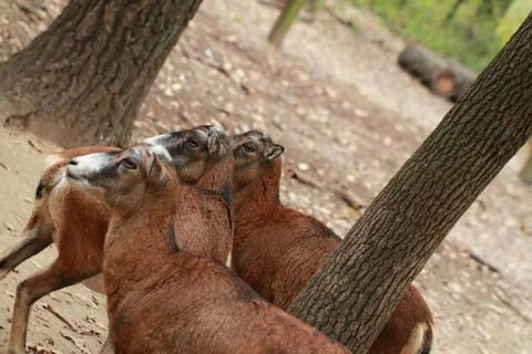 Wild goat Stock Photos