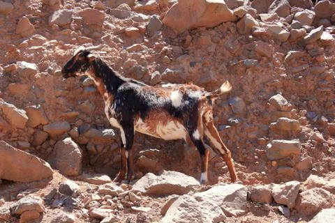 Wild goat Stock Photos