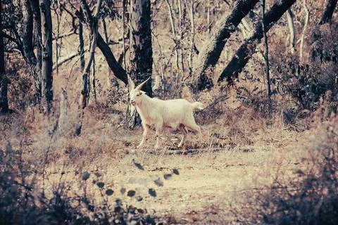 Wild Goat Foto stock