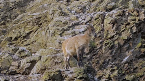 Wild goat on the rock Stock Footage 97598883