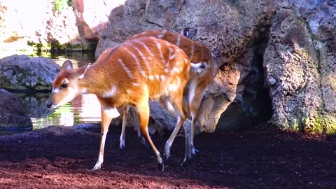 Wild goat roe deer Capreolus, in the zoo Stock Footage 233740261