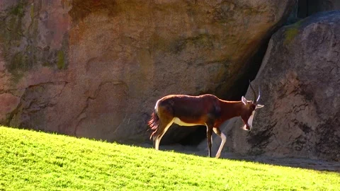 Wild goat roe deer Capreolus, in the zoo Stock Footage 233741794