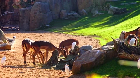 Wild goat roe deer Capreolus, in the zoo Stock Footage 233741897
