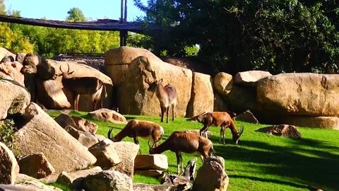 Wild goat roe deer Capreolus, in the zoo Stock Footage 233742279