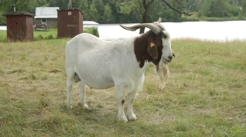 Wild goat stands. Video stock 53850769