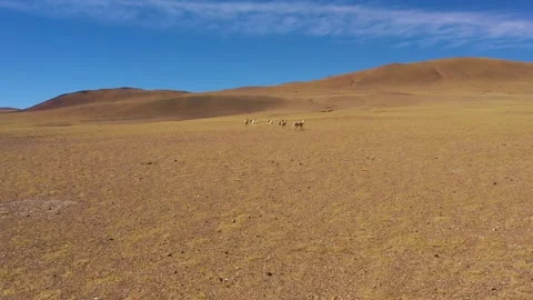 Wild goat on yellow soil Stock Footage 243073159