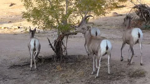 Wild Goats 01 Stock Footage 8944807