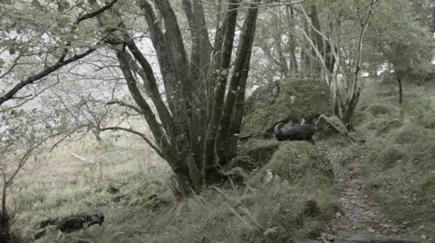 Wild Goats Along the Trail Stock Footage 44889442