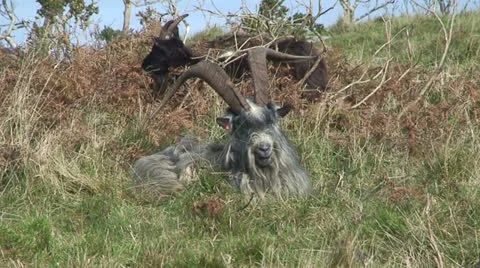Wild Goats Stock Footage 22938980