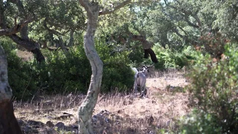 Wild Goats Stock Footage 177525796