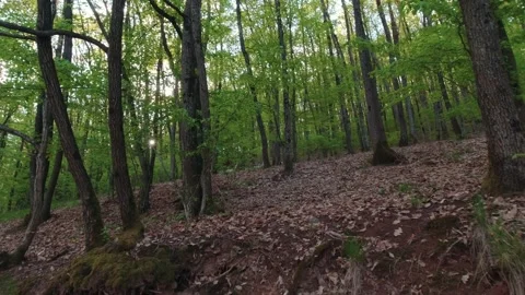 Wild Goats In The Forest Stock Footage 195929372