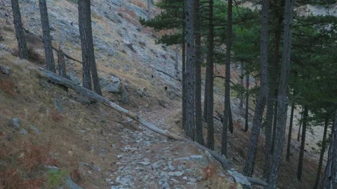 Wild Goats Grazing in Steep Alpine Forest with Pine Trees Vídeos de archivo 341657768