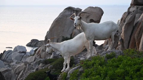 Wild goats grazing at sunset in a cliff by the sea Vídeo Stock 114835771