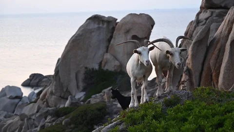 Wild goats grazing at sunset in a cliff by the sea Vídeos de archivo 114836698