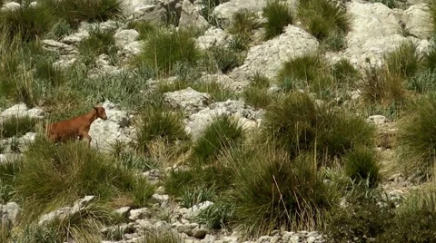 Wild goats in Majorca Mallorca Stock Footage 48763786
