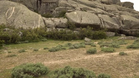 Wild goats at the mountains. Stock Footage 75302895