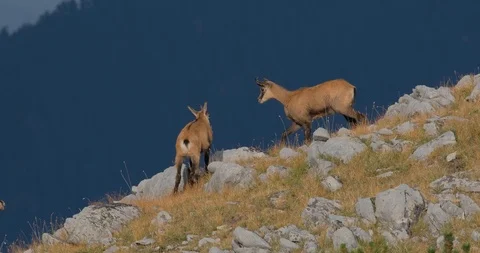 Wild goats in mountains Stock Footage 119954352