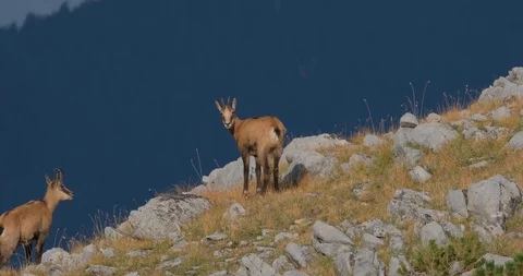 Wild goats in mountains Stock Footage 119954418