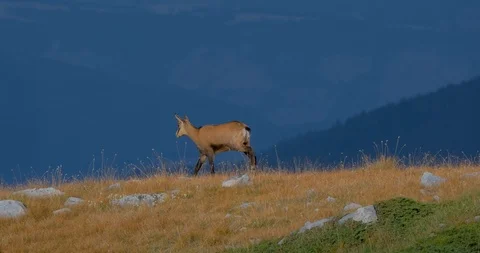 Wild goats in mountains Stock Footage 119954433