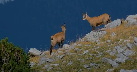 Wild goats in mountains Stock Footage 119954502