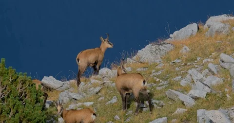 Wild goats in mountains Stock Footage 119954754