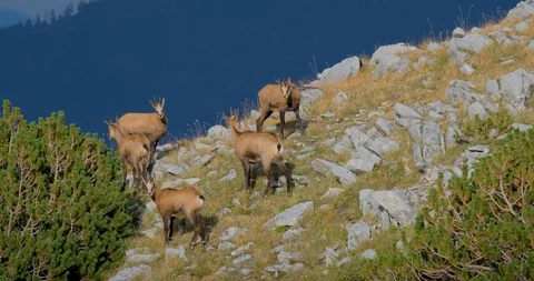 Wild goats in mountains Stock Footage 119954756