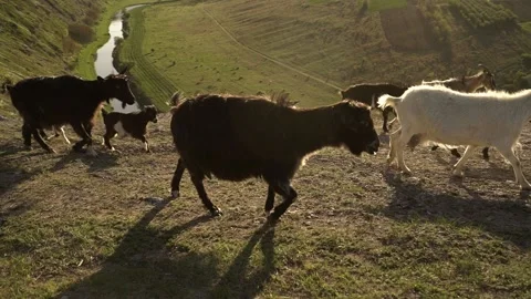 Wild goats in the mountains Stock Footage 130473382