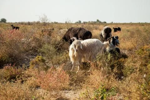 Wild goats Stock Photos