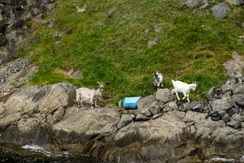 Wild goats Stock Photos
