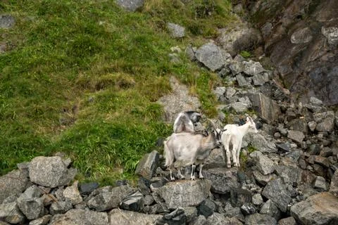 Wild goats Stock Photos