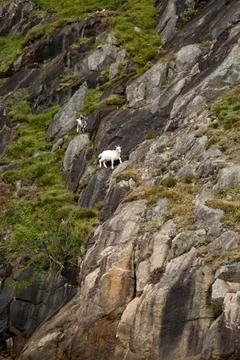 Wild goats Stock Photos