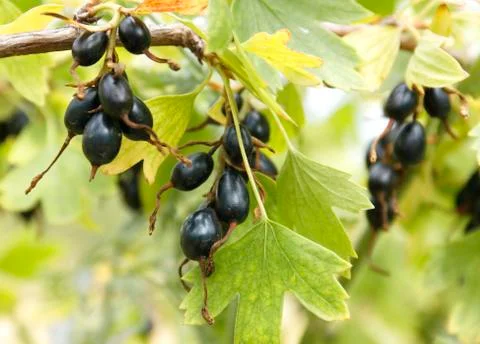 Wild golden currant. Stock Photos