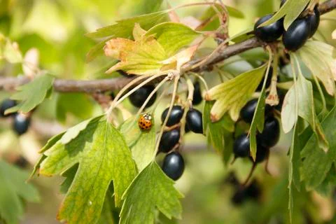 Wild golden currant. Stock Photos