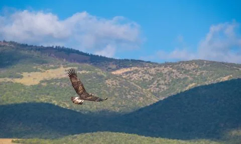 Wild golden eagle, Capitol Reef National Park, Utah, USA Stock Photos