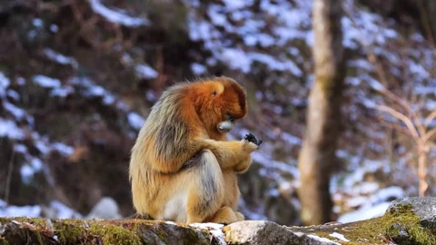 Wild Golden Monkey Jumping Between Snowy Branches Video stock 335007312