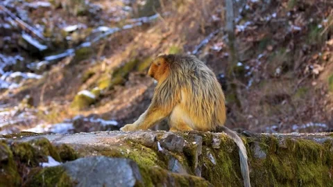 Wild Golden Monkey Troop Moving Through Mountain Stockbeeldmateriaal 335011905